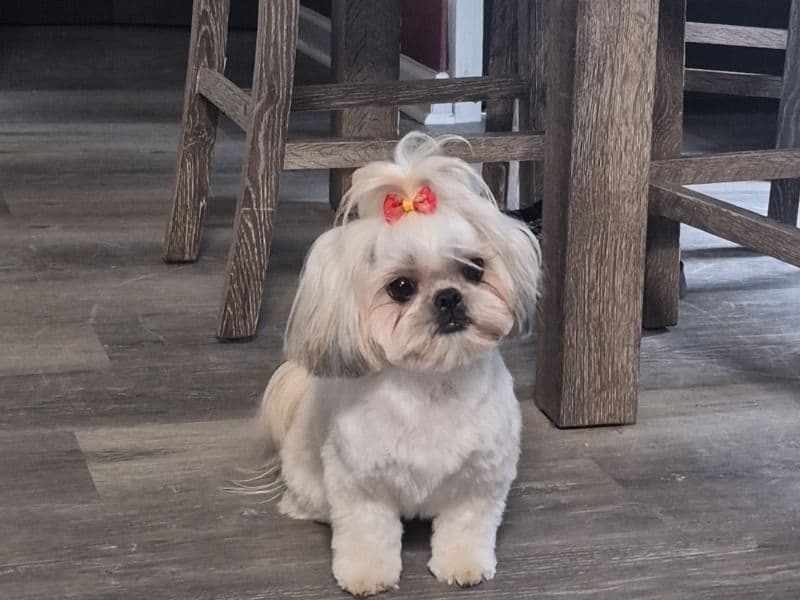 Shih Tzu 1 year 9 months old female small named Navi for breeding in Bay County, Florida | Petmeetly