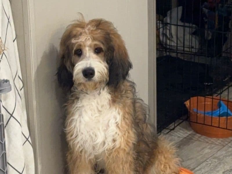 Bernedoodle 2 years 6 months old male medium named Boone Poppy for sale in Claiborne County, Tennessee | Petmeetly