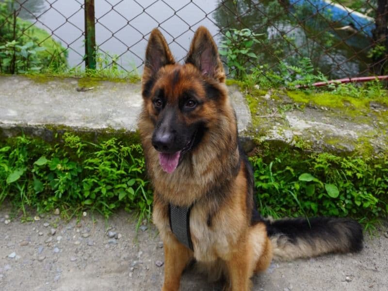 Thor primary photo