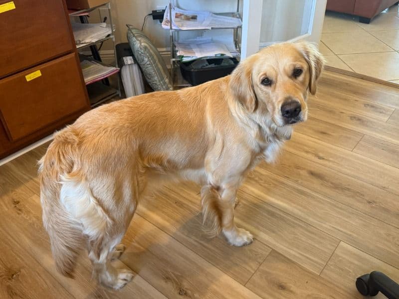 Golden Retriever 2 years 2 months old female medium named Fancy for breeding in Collier County, Florida | Petmeetly
