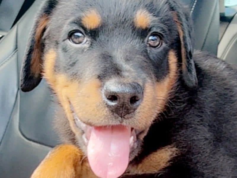 Rottweiler 5 months old male small named Rambo for sale in Franklin County, Virginia | Petmeetly