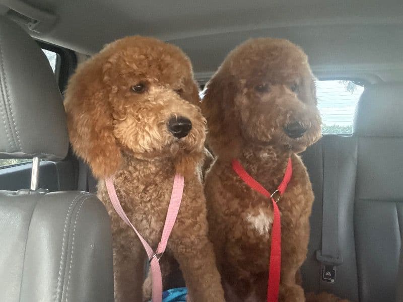 Goldendoodle 1 year 7 months old male large named Copper for breeding in Polk County, Florida | Petmeetly