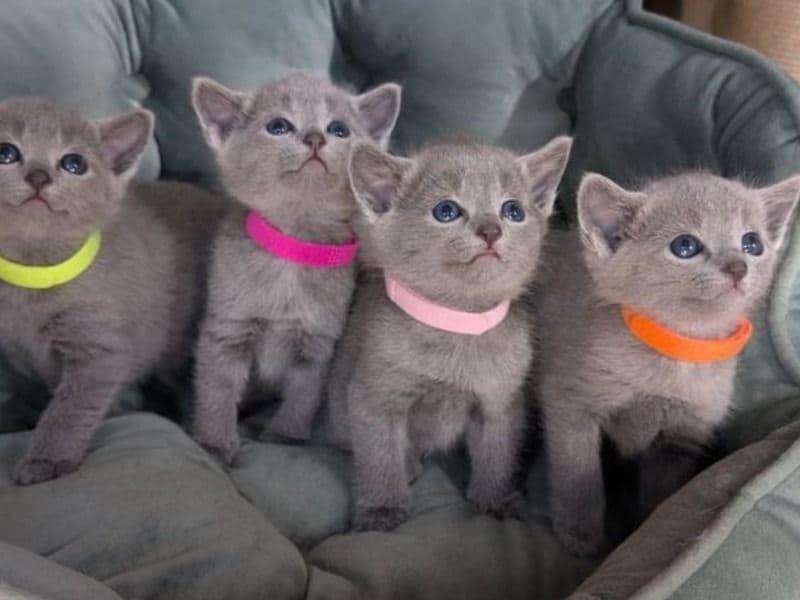 British Longhair 2 months old male named Health Russian Blue Kitten for sale in Los Angeles County, California | Petmeetly