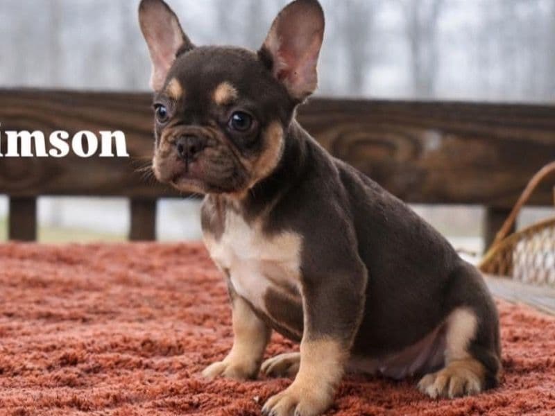 French Bulldog 2 months old female small named Crimson for sale in Rockingham County, North Carolina | Petmeetly