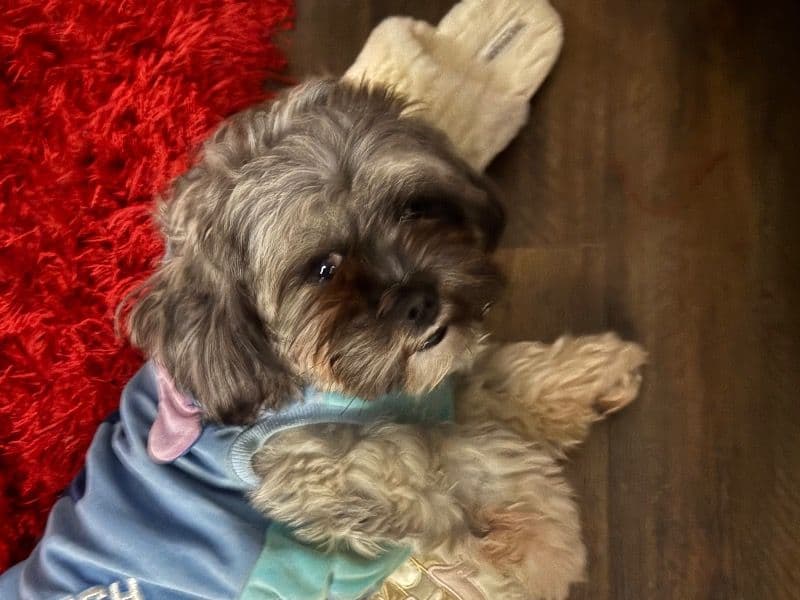 Shih Tzu 1 year 6 months old male medium named Henry for breeding in DuPage County, Illinois | Petmeetly