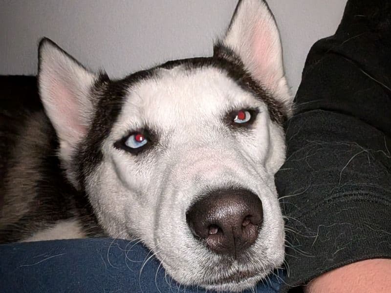 Siberian Husky 1 year 10 months old male medium named Ayanokoji for sale in Clark County, Nevada | Petmeetly