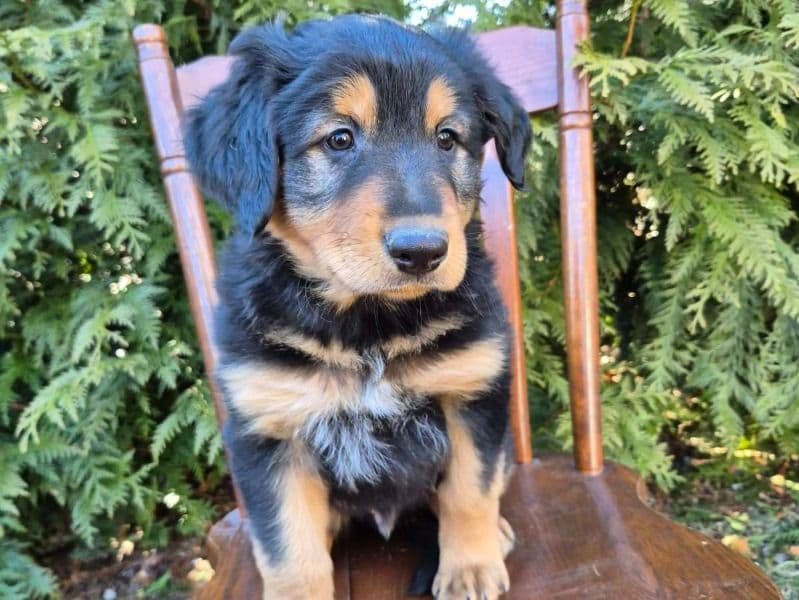 English Shepherd 2 months old male large named Toby for sale in Dauphin County, Pennsylvania | Petmeetly