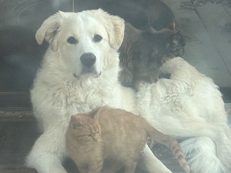 Great Pyrenees 1 year 11 months old male large named Schon for breeding in Oxford County, Ontario | Petmeetly