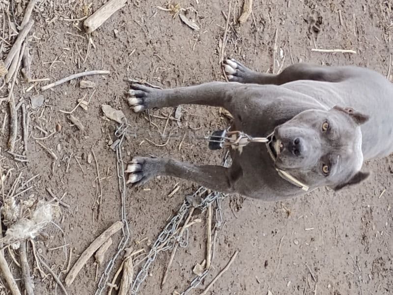 American Bully 2 years old female medium named Mini for sale in Cabell County, West Virginia | Petmeetly