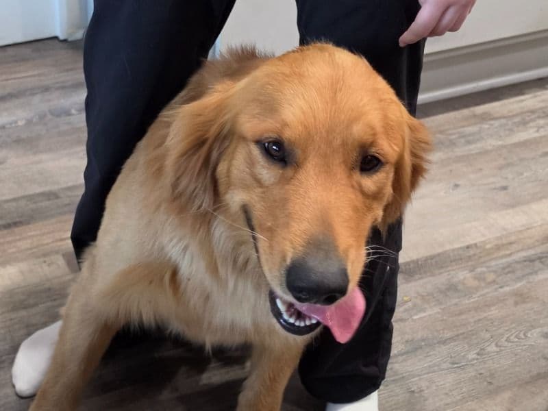 Remington - Golden Retriever | Petmeetly