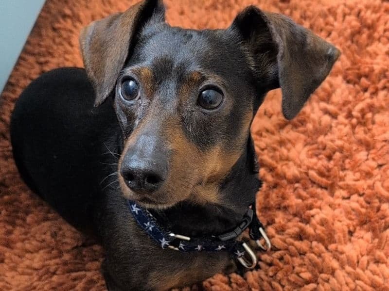 Miniature Dachshund 9 years 3 months old male small named Pizza for breeding in Indian River County, Florida | Petmeetly