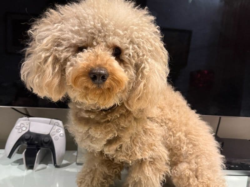 Toy Poodle 1 year 6 months old male small named Leo for breeding in Delhi Division, Delhi | Petmeetly