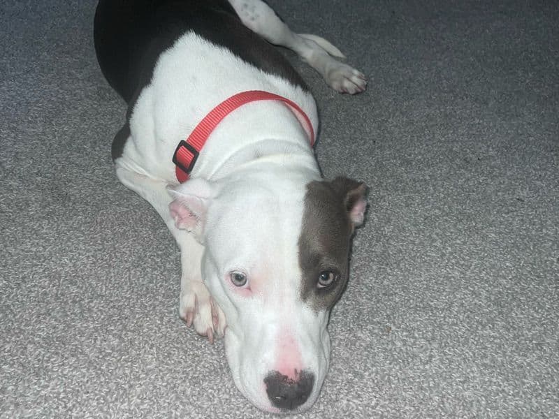 American PitBull Terrier 2 years 8 months old female medium named Usagi for sale in Clayton County, Georgia | Petmeetly
