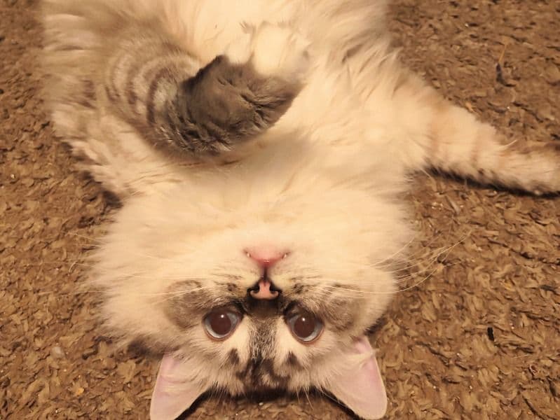 Ragdoll 2 years 7 months old female named Namine for breeding in Gloucester County, New Jersey | Petmeetly