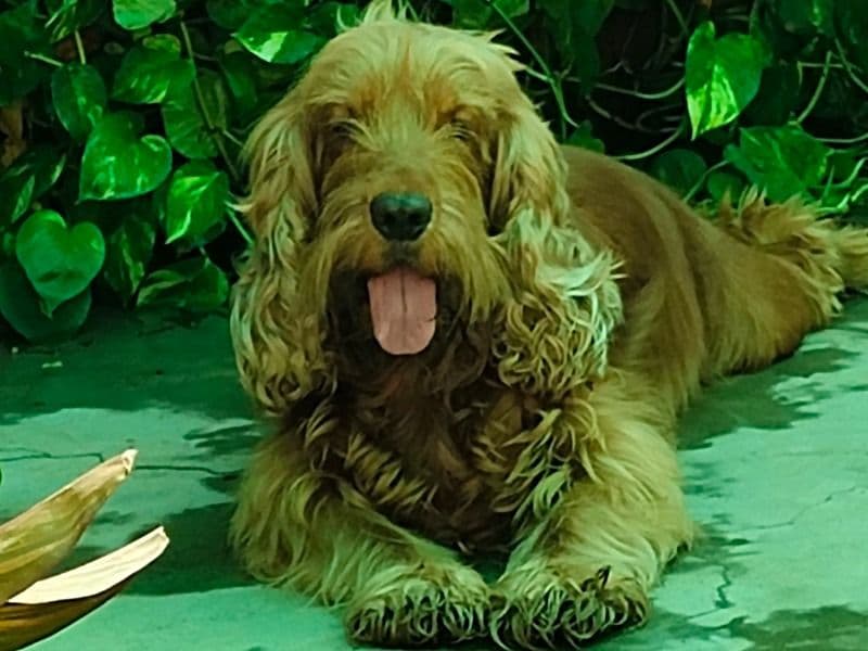 Bruno primary photo