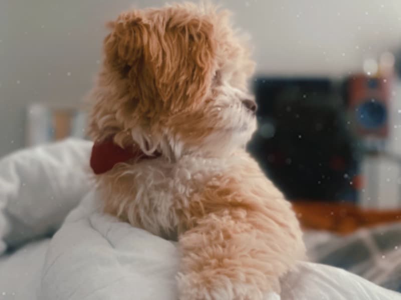 ShihPoo 3 years 4 months old female small named Maple for breeding in Denver County, Colorado | Petmeetly