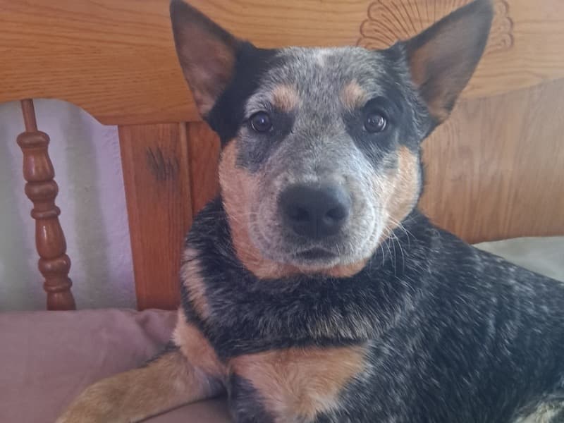 Australian Cattle Dog 3 years 3 months old male medium named Mungo for breeding in San Joaquin County, California | Petmeetly