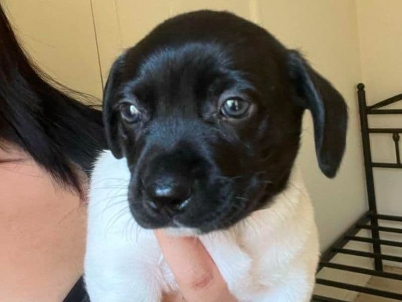 Rat Terrier 2 months old male small named Pepper for sale in San Bernardino County, California | Petmeetly