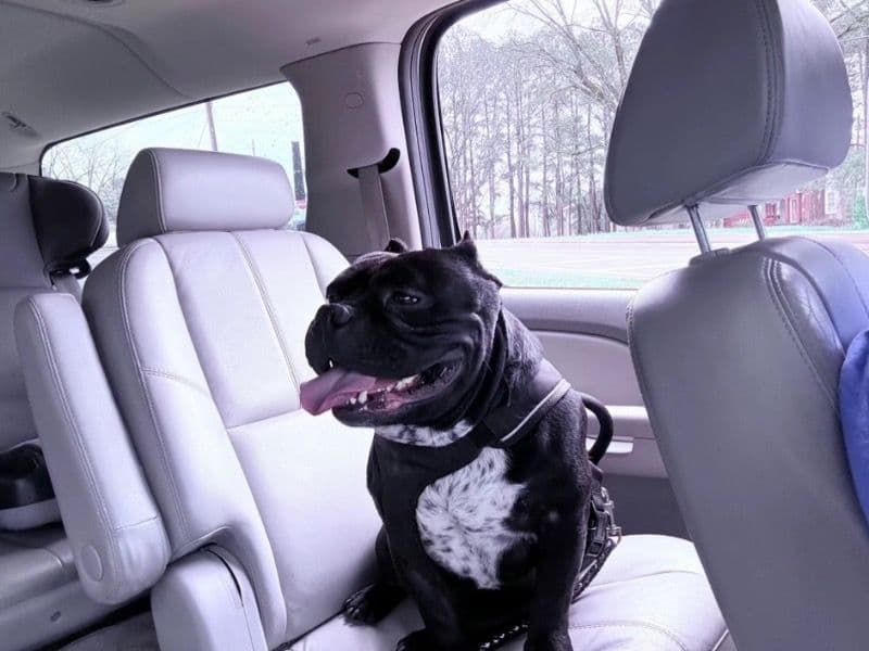American Pocket Bully 4 years 2 months old male medium named Lil Pappi for breeding in Dyer County, Tennessee | Petmeetly