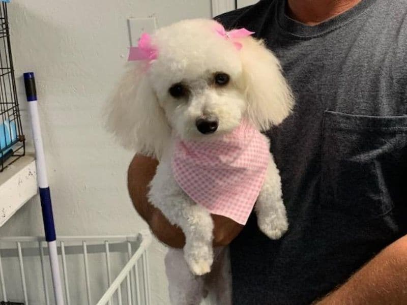 Poochon 3 years 3 months old female small named Molly for breeding in Sampson County, North Carolina | Petmeetly