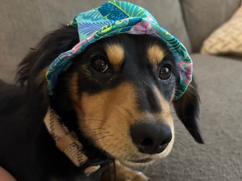 Miniature Dachshund 1 year 4 months old male small named Yuka for breeding in Osceola County, Florida | Petmeetly