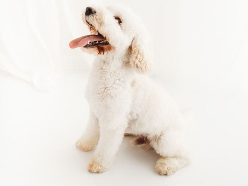 Teddy primary photo