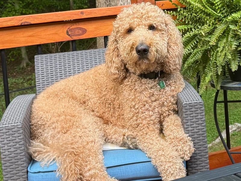 Goldendoodle 8 years 2 months old male large named Murphy for breeding in Bradley County, Tennessee | Petmeetly