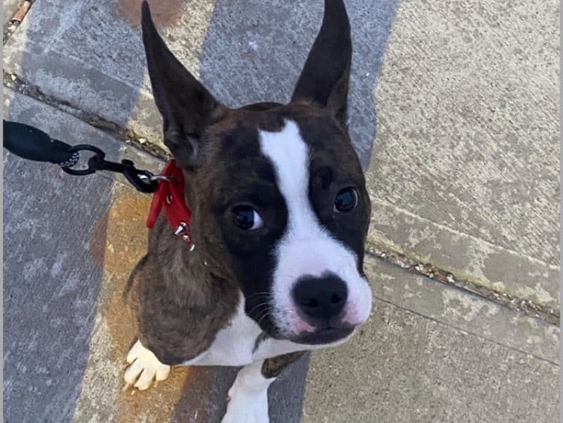 Buddie - American PitBull Terrier | Petmeetly