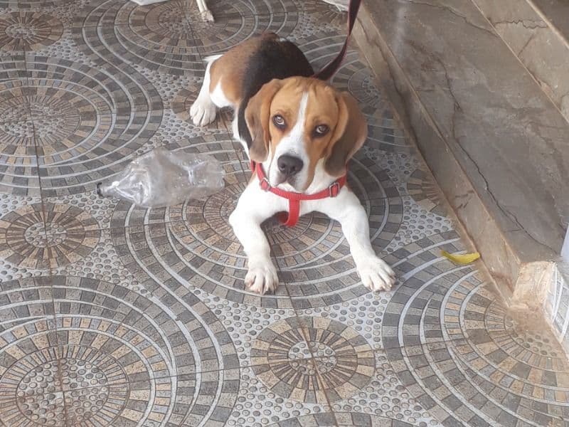 Beagle 1 year 2 months old male medium named Fido for breeding in Nuzividu, Andhra Pradesh | Petmeetly