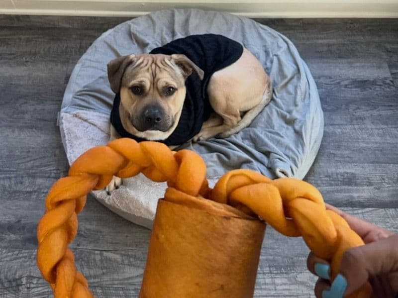 Rednose Pitbull Terrier 4 years 4 months old male medium named Sevyn for breeding in Fulton County, Georgia | Petmeetly