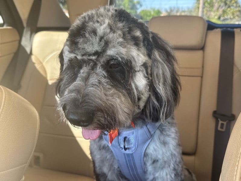 Mini Golden Doodle 2 years old male small named Scoob for breeding | Petmeetly