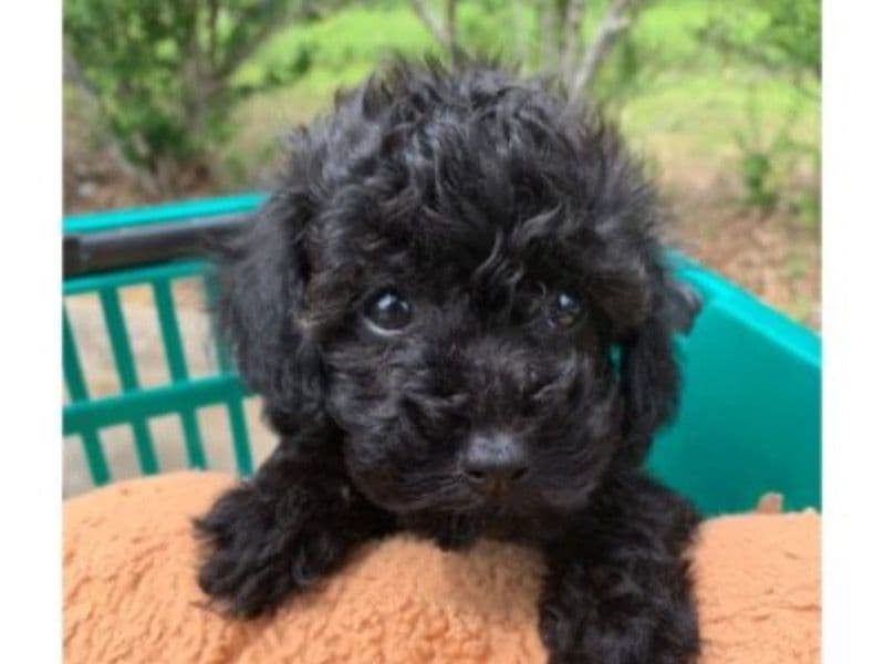Miniature Poodle 1 month old male small named Luna & Milo for sale in Baltimore County, Maryland | Petmeetly