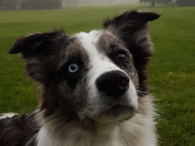 Border Aussie 8 years 2 months old male medium named Pope for breeding | Petmeetly