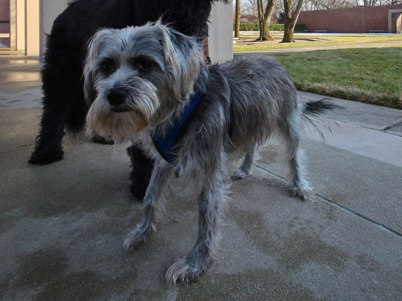 Miniature Schnauzer 5 years old female small named Molly for adoption in Henderson County, Kentucky | Petmeetly