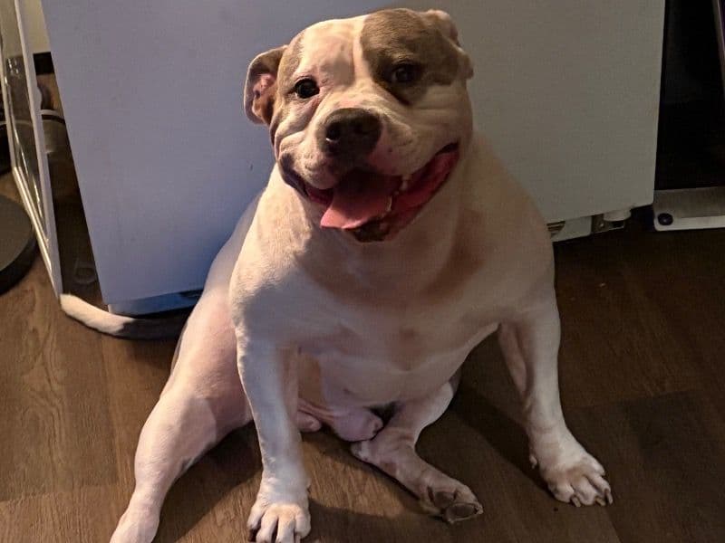 American Bully 5 years old male large named Benji for sale in Providence County, Rhode Island | Petmeetly