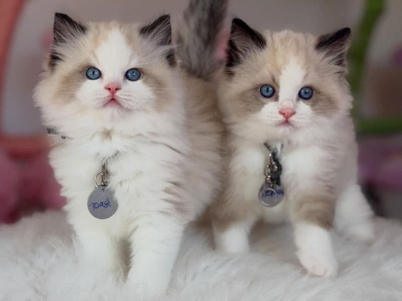 Molly - Ragdoll | Petmeetly