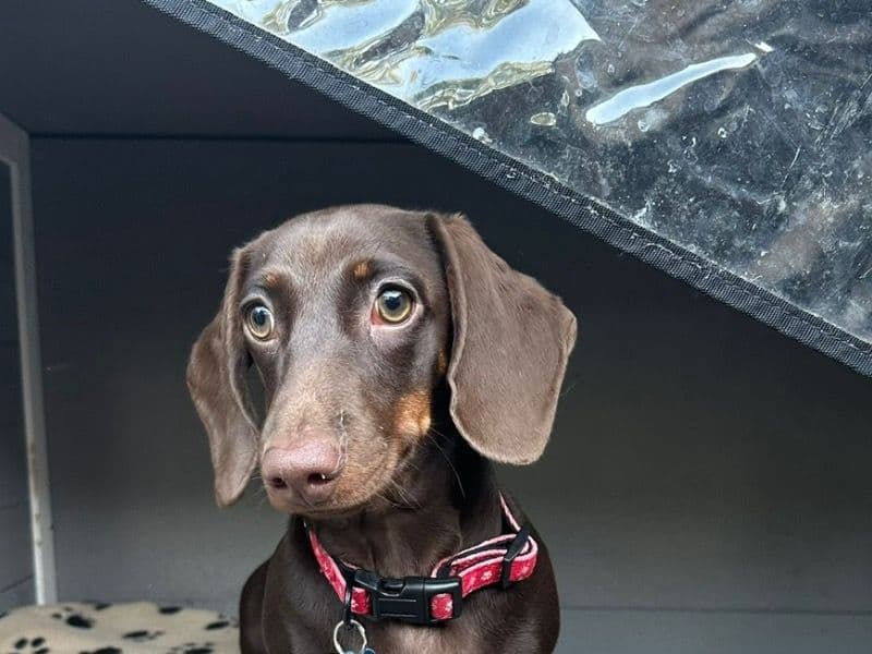 Milo primary photo