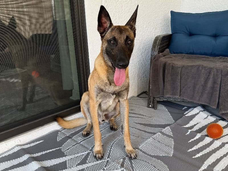 Belgian Malinois 2 years old male medium named Maverick for sale in Polk County, Florida | Petmeetly