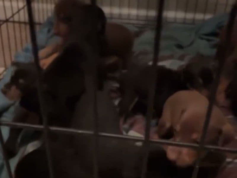 Doberman 1 month old male small named No Name for breeding in Clark County, Nevada | Petmeetly