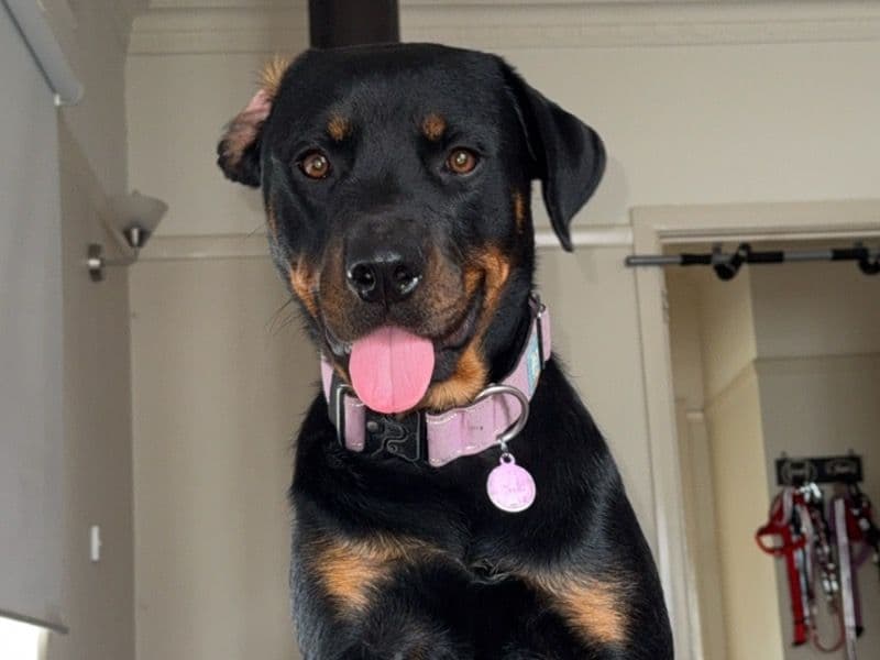 Rottweiler 1 year 11 months old female large named Koa for breeding in Latrobe City, Victoria | Petmeetly