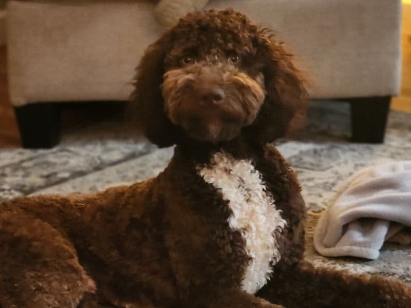 Teddy primary photo
