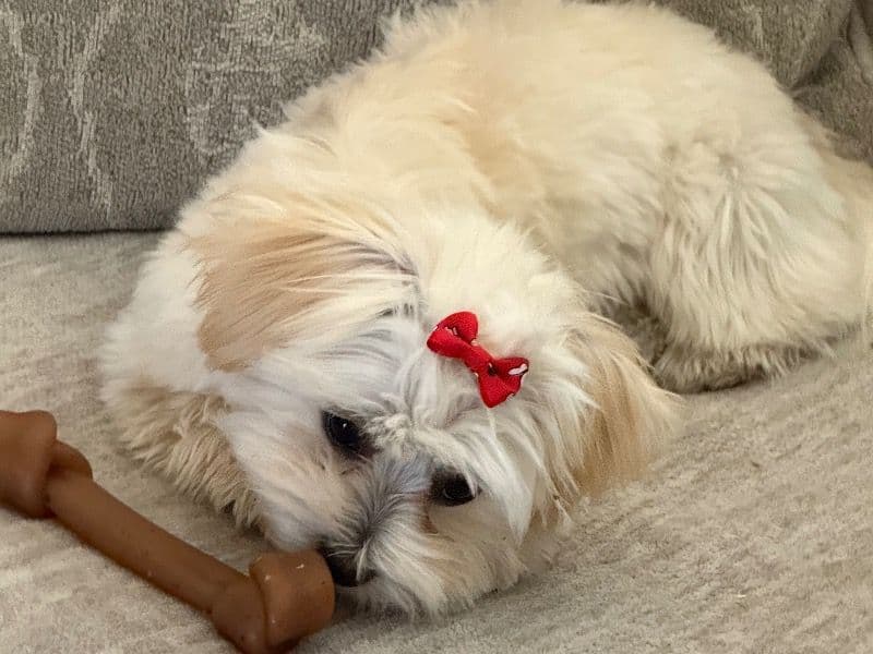 Maltipoo 1 year 5 months old female small named Olie for breeding in Clark County, Nevada | Petmeetly