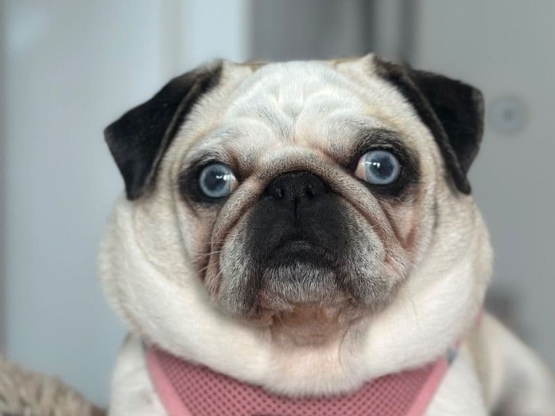 Pug 4 years old female small named Amalia for breeding in Miami-Dade County, Florida | Petmeetly