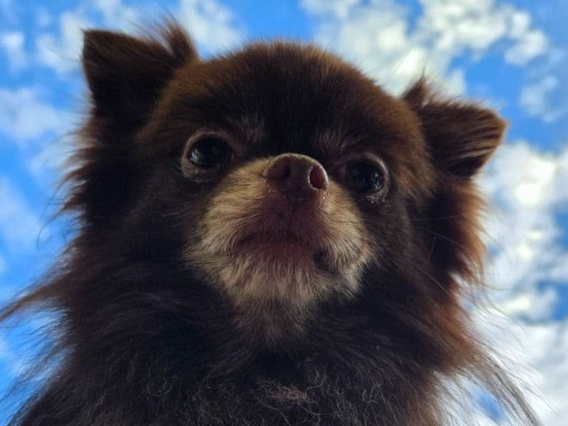 Pomchi 7 years 5 months old male small named Teddy for breeding in Broward County, Florida | Petmeetly