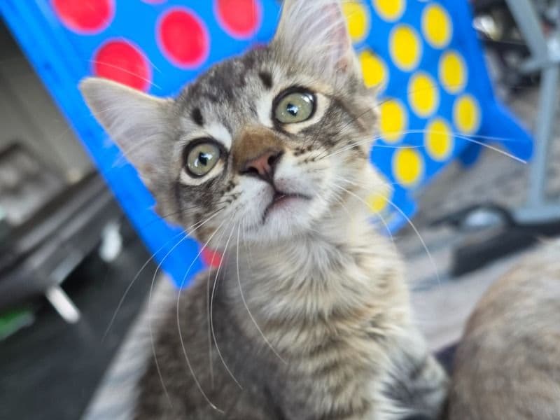 Rocket - Tabby | Petmeetly