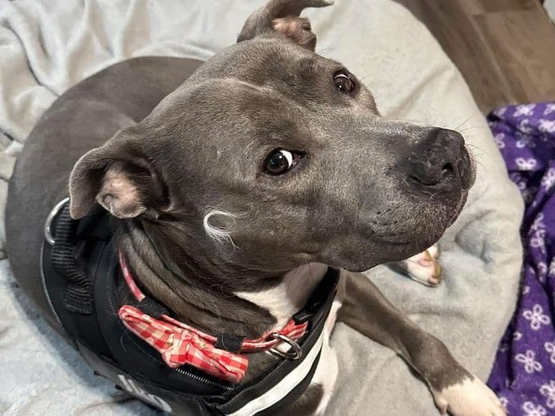 Mabel - American PitBull Terrier | Petmeetly