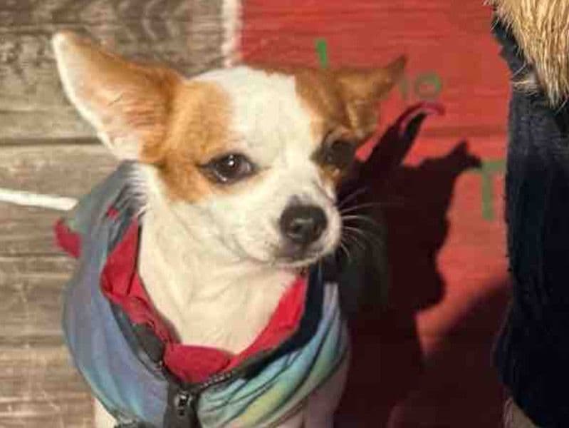 Jack Russell Terrier 3 years 11 months old female small named Rosy for breeding in Greater London, England | Petmeetly