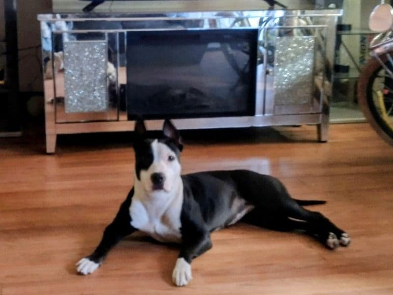 American PitBull Terrier 1 year 6 months old female medium named Solas for breeding in Philadelphia, Pennsylvania | Petmeetly