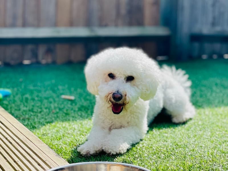 Poodle 5 years 2 months old female small named Nalla for breeding in Essex, England | Petmeetly
