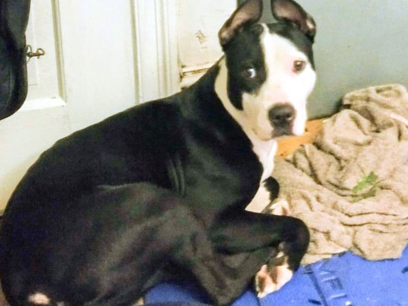 American PitBull Terrier 1 year 6 months old female medium named Solas for breeding in Philadelphia, Pennsylvania | Petmeetly